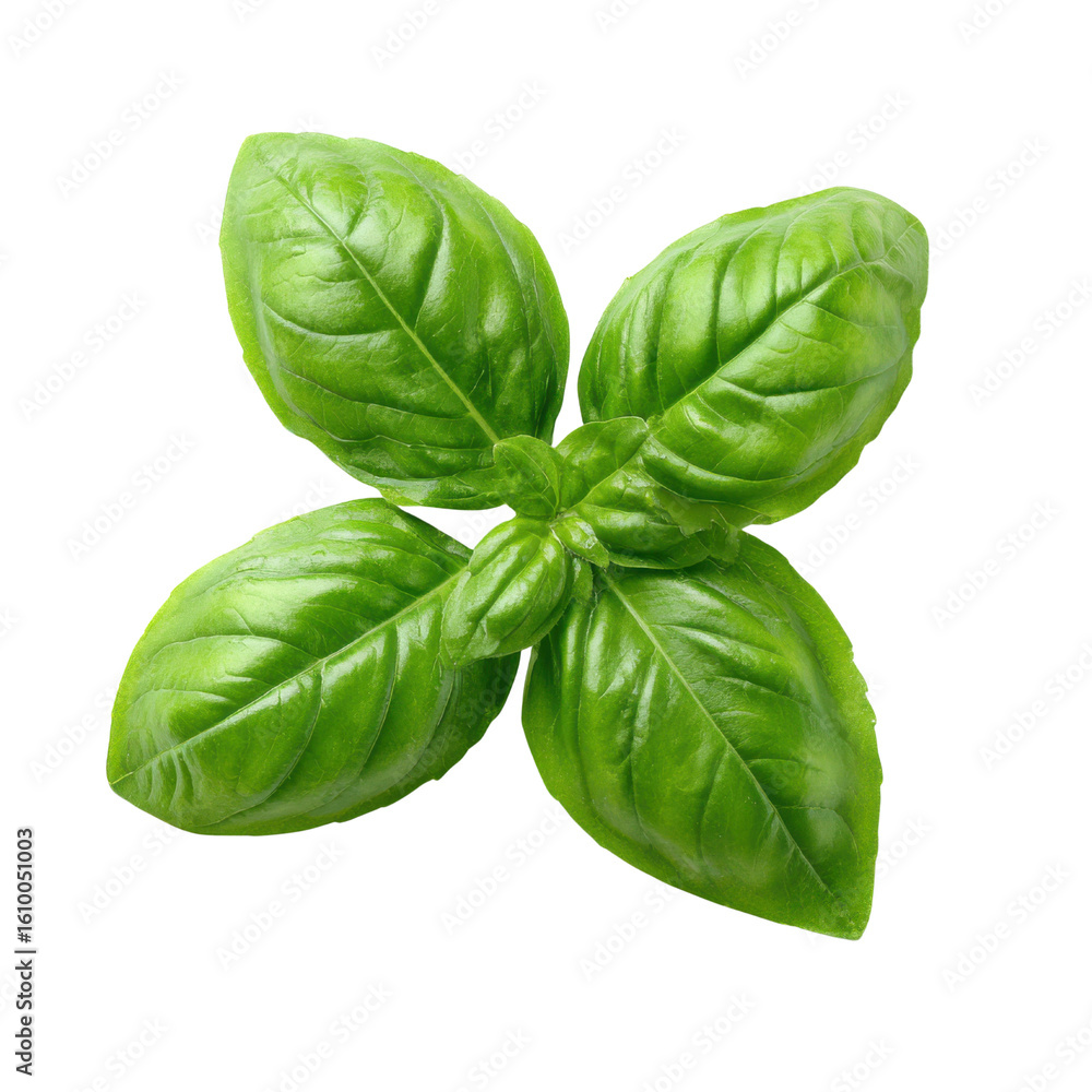 Fototapeta premium Vibrant green basil leaves with detailed veins on black background herb plant, Isolated On White, Png Transparent, Cut Out