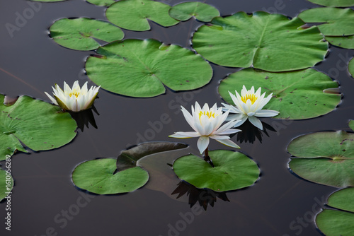 white water lilies in the pond