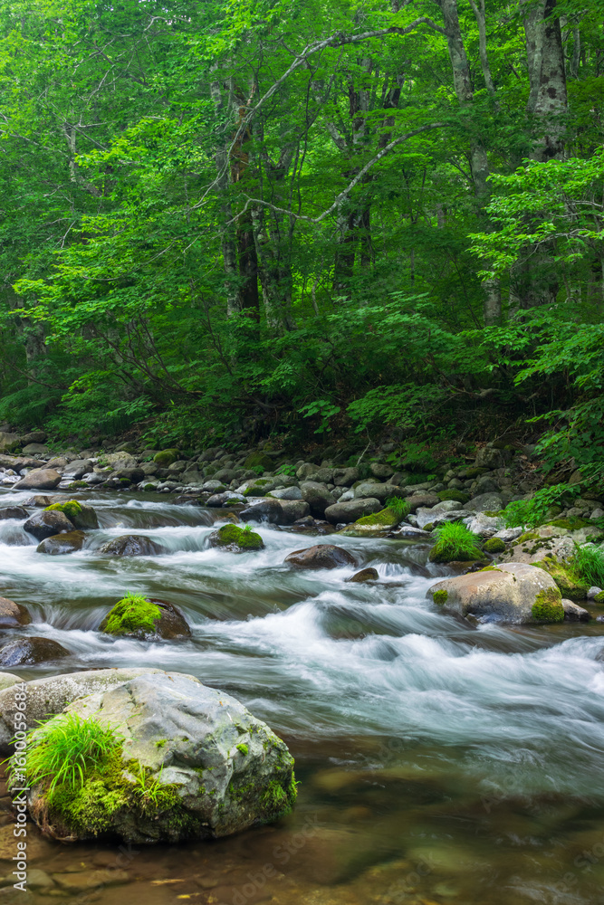 Fototapeta premium stream in the green forest