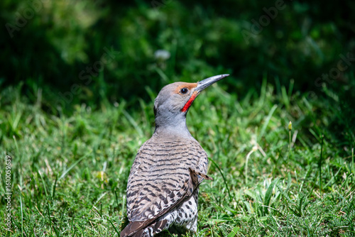 Up close with a Northern Flicker