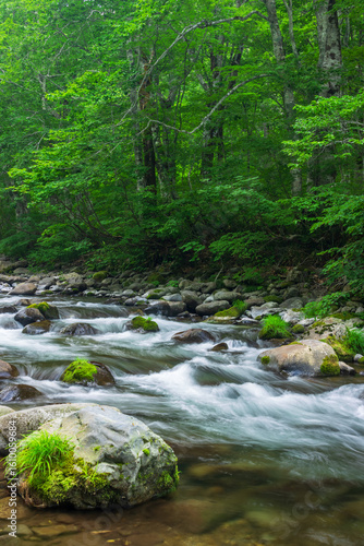 stream in the green forest