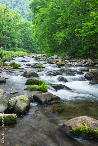 stream in the green forest