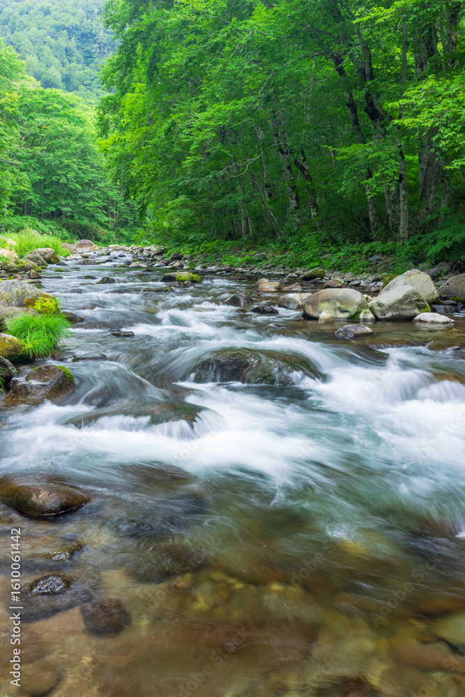 Obraz premium stream in the green forest