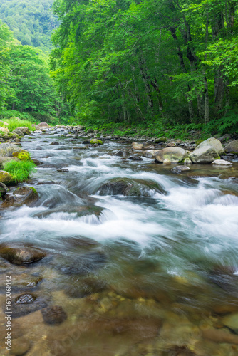 stream in the green forest
