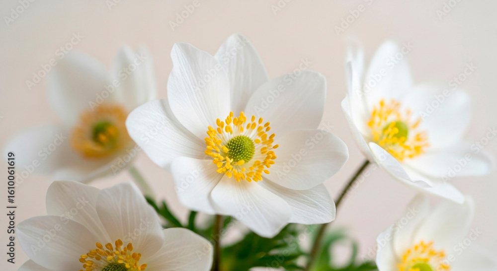 Fototapeta premium Close-Up of Delicate White Flowers with Yellow Centers 