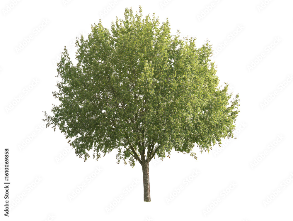 Obraz premium Lush Green Tree on Transparent Background