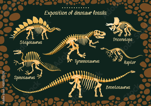 Dinosaur museum poster with prehistoric dino fossils of Jurassic lizards, vector skeletons. Prehistoric dinosaurs and reptiles fossils for paleontology museum poster of dino encyclopedia atlas