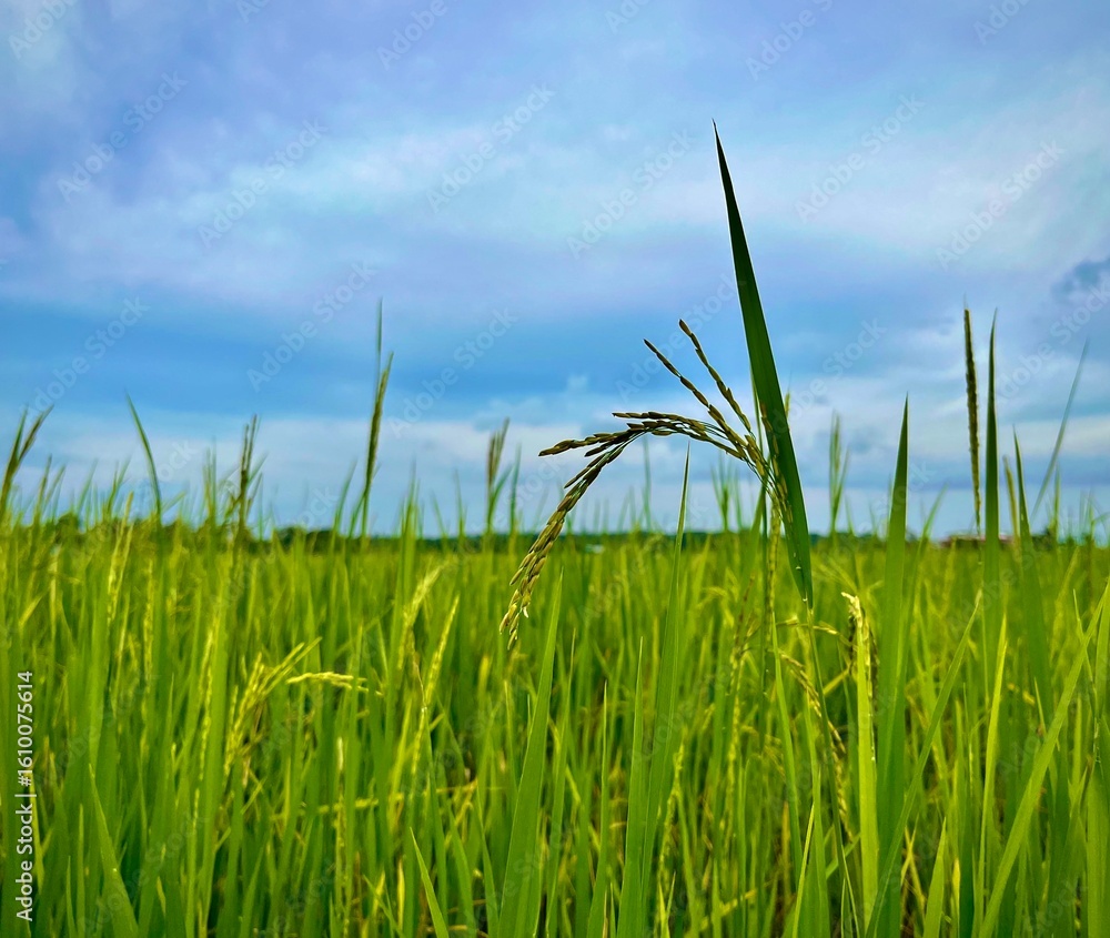 Obraz premium Close up of young rice at green paddy field under the blue sky