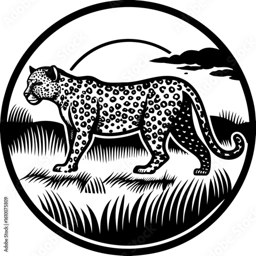 Leopard Silhouette Walking Through Dry Grass with Intense Backlight