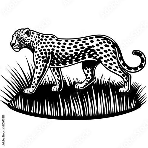Leopard Silhouette Walking Through Dry Grass with Intense Backlight