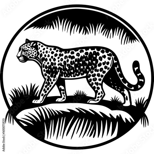 Leopard Silhouette Walking Through Dry Grass with Intense Backlight