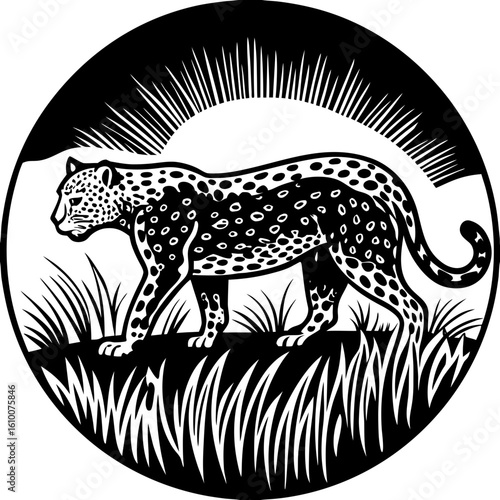 Leopard Silhouette Walking Through Dry Grass with Intense Backlight