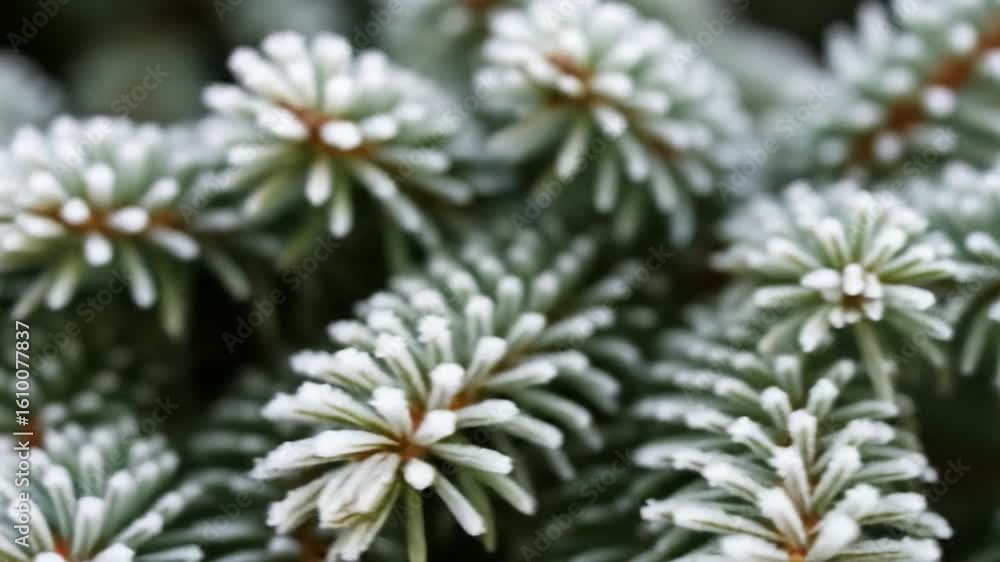 custom made wallpaper toronto digitalClose-up of Fir Tree Branches Covered in Frost, a Winter Season Beauty