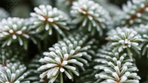 Wallpaper Mural Close-up of Fir Tree Branches Covered in Frost, a Winter Season Beauty Torontodigital.ca