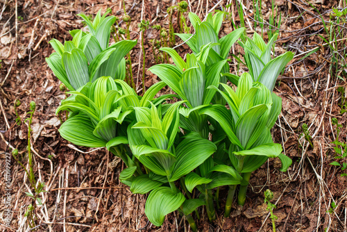 Lush False Hellebore Plants in Forest Undergrowth