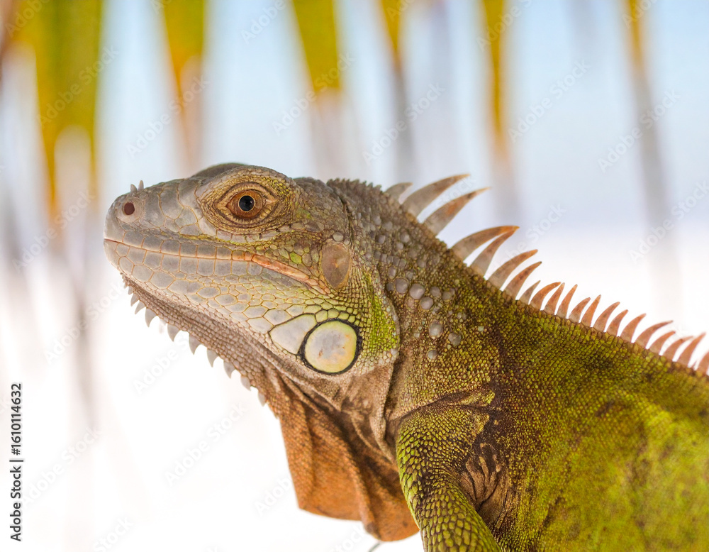 Obraz premium Colorful Portrait of Green Iguana in Palm Tree on Beach in Florida 104