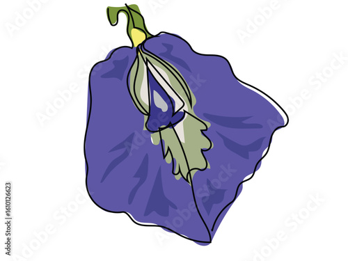 Butterfly pea flower in continuous line drawing on a white background.