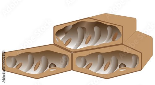 Stereogram of Plant Cells