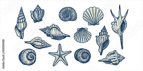 Collection of hand drawn seashells and starfish in blue and cream conch scallop