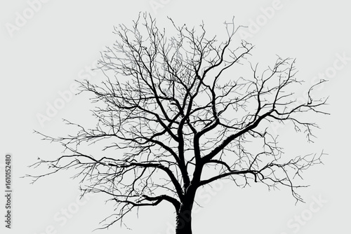 Silhouette of a bare deciduous tree against a white background