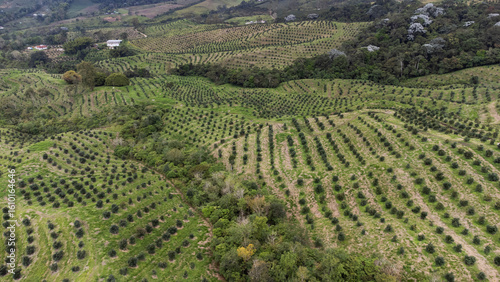 Avocado plantation covering rolling hills in colombia