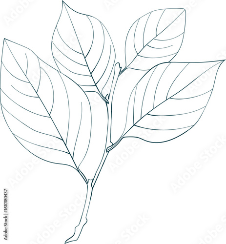 Hand-drawn elm branch isolated on white background. Flat style leaves illustration. 