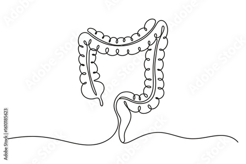 One line drawing of large intestine - anatomy concept