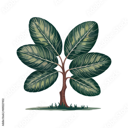Captivating Rubber Plant Illustration A Study in Green Hues and Botanical Artistry Depicting Nature's Beauty