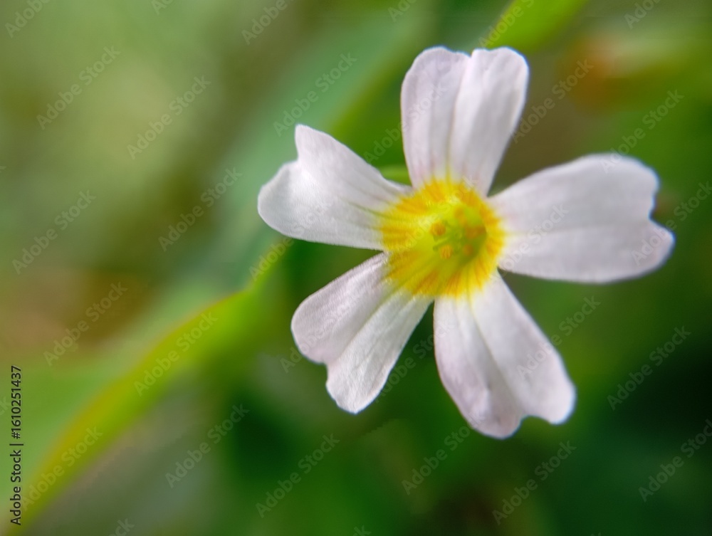 Fototapeta premium A close-up of a delicate white flower with a yellow center, set against a soft green background. Oxalis barrelieri, the Barrelier's woodsorrel or lavender sorrel.