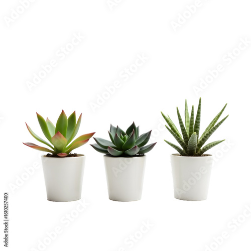 Succulent Arrangement in Ceramic Pots – Perfect Tabletop Décor