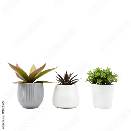 Decorative Succulent Trio in Pots – Perfect for Office and Living Room