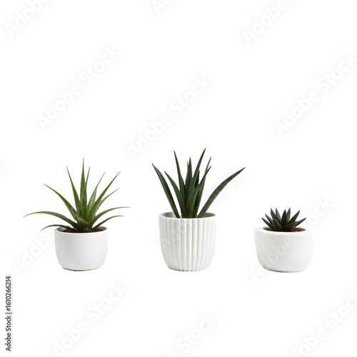 Low Maintenance Indoor Plants – Succulents and Snake Plant Combo