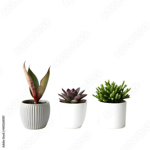 Small Succulent Plant Collection – Stylish Indoor Greenery