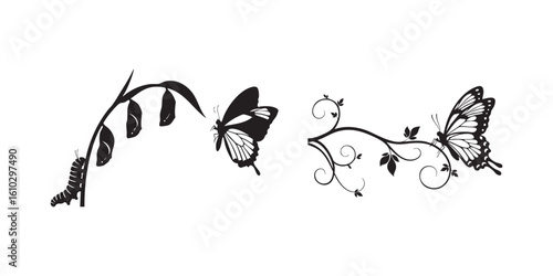 Butterfly metamorphosis vector drawing illustration design nature transformation art