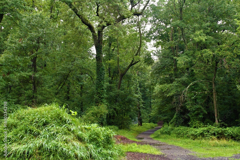 path in the forest path in the forest