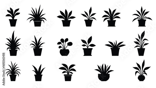 Collection of potted houseplants in silhouette potted plants indoor plants