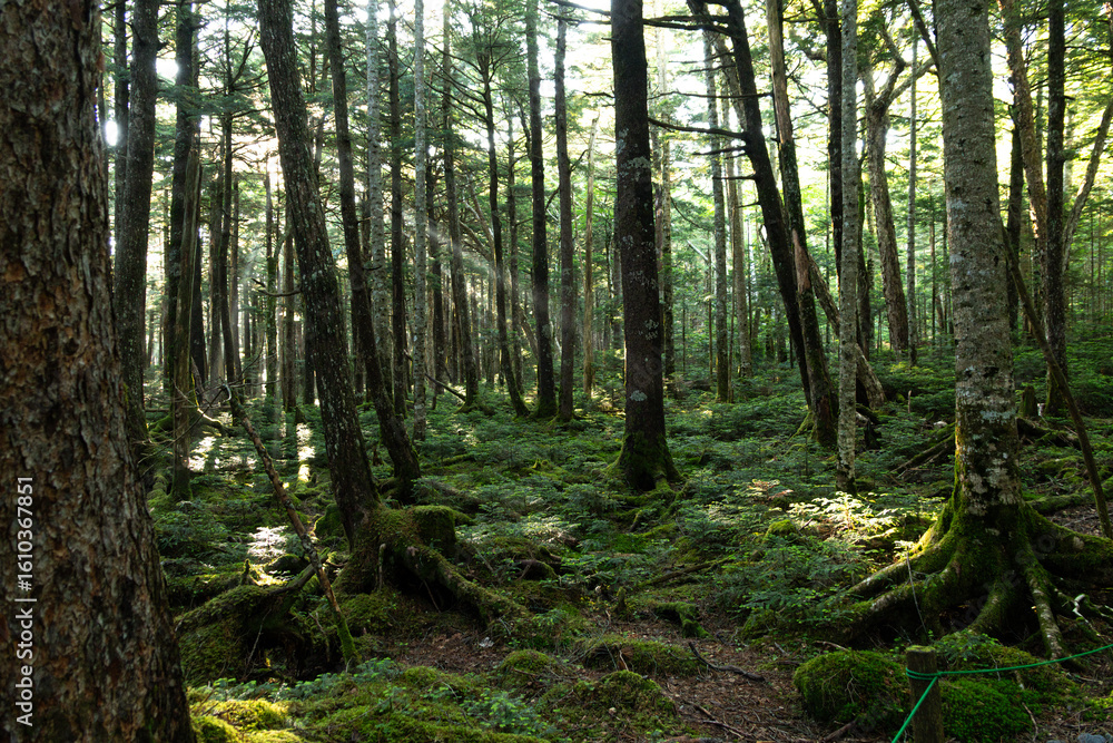 Obraz premium 美しい苔の森を歩く 白駒の池