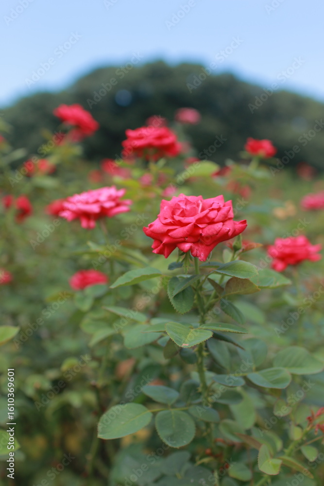 Fototapeta premium 薔薇