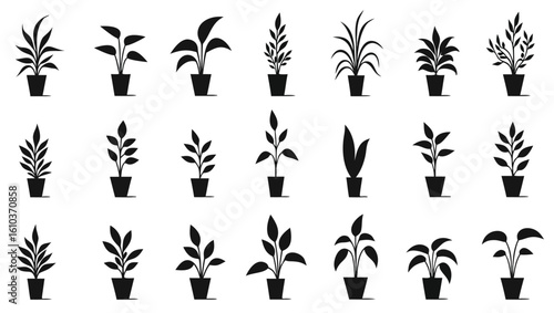 Potted plants in various shapes and sizes houseplants foliage