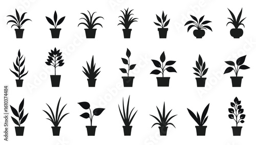 Potted plants various foliage shapes and sizes houseplants leaves