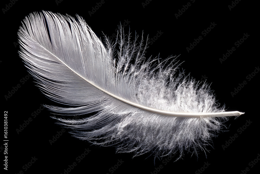 Obraz premium Single white feather isolated on black background