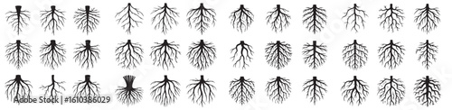 A collection of root systems in various shapes and sizes displayed in a grid pattern on white