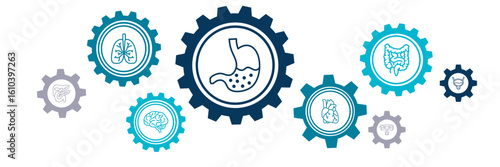 Internal organs vector illustration. Concept with connected icons related to anatomy, human body, medicine, organ biology, health care.