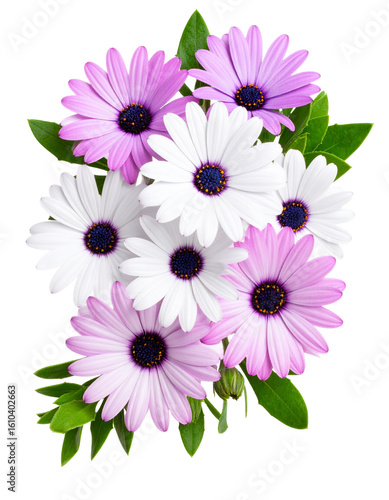  Diagonal Spray of Mixed Colored Osteospermum Flowers with Leaves