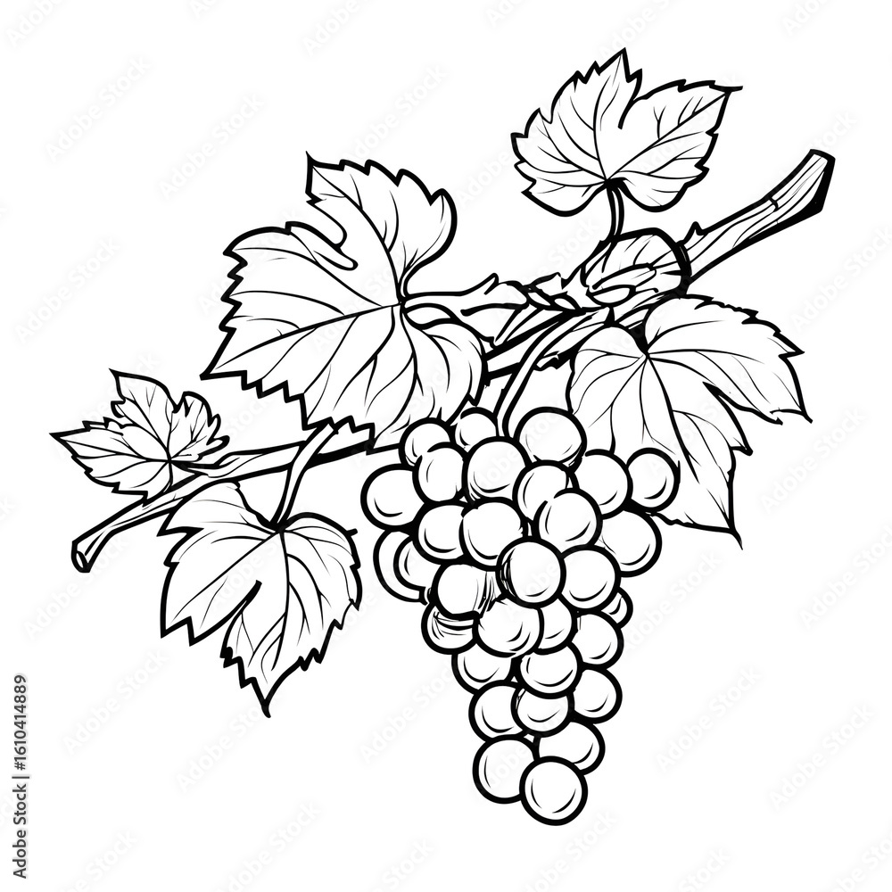 Obraz premium Detailed Line Art Grape Branch with Leaves Botanical Illustration. Ai Generated Images