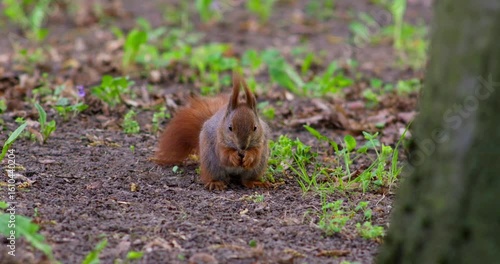 Red eurasian squirrel sits on the ground, finds food and runs away. European wild animal watching in city park. 4K slow motion video