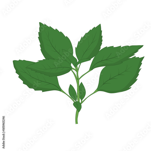 Vibrant green basil herb sprig fresh healthy ingredient for cooking and garnishes