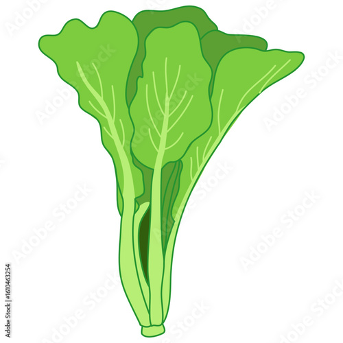 Fresh vibrant green lettuce bunch, healthy ingredient for delicious salads and meals