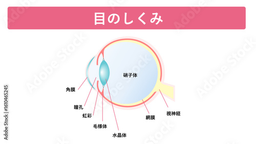 目のしくみ
