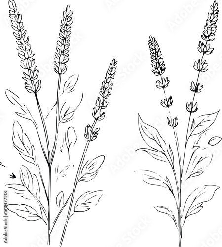 Single line art of lavender flower stem, minimal black and white floral sketch, delicate botanical illustration, clean vector outline on white background